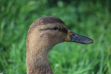 close up of a duck