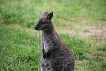 Naklejka premium kangaroo in the grass