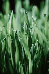 Fototapeta na wymiar green grass with drop
