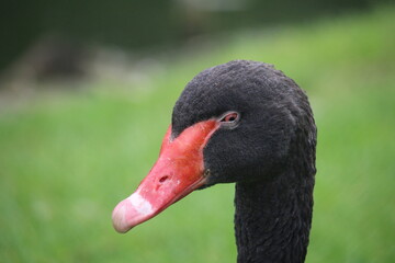 close up of a black swan