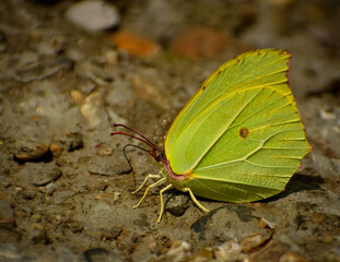 butterfly on the ground