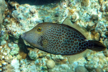 Naklejka na ściany i meble Honeycomb Filefish Cantherhines Pardalis ,Red sea 