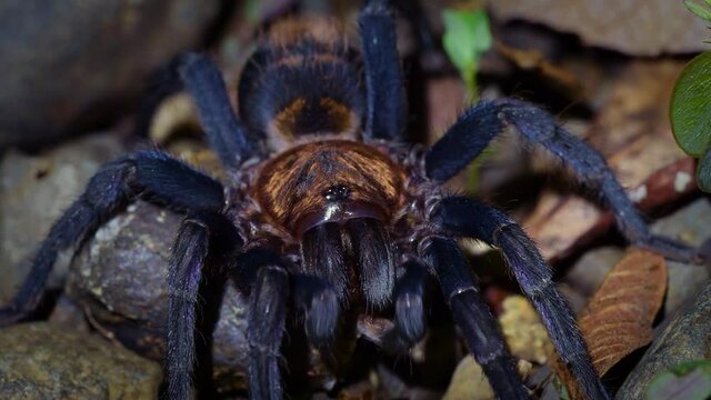 Costa Rican Suntiger Tarantula - Davus ruficeps is a species of spiders in the family Theraphosidae (tarantulas), formerly included in Cyclosternum, Black and blue big spider from Costa Rica