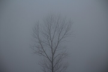 tree in fog