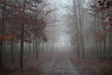 Obraz premium autumn in the forest