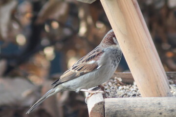 sparrow on a feeding house