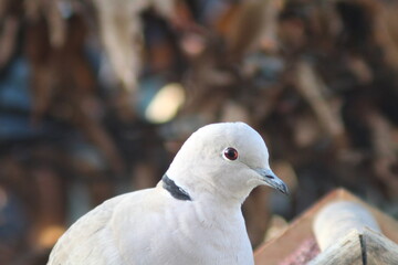 close up of a pigeon