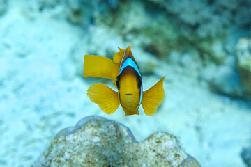 Red Sea anemonefish - Red Sea clownfish  (Amphiprion bicinctus)