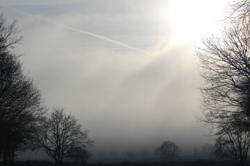 fog in the forest