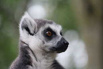 ring lemur © Jurgen