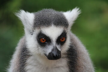 ring lemur