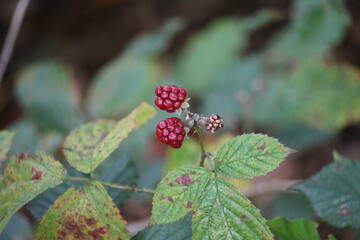 berries