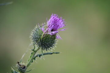 thistle