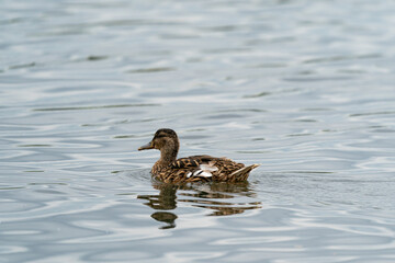 duck on the water