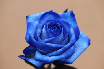 single blue rose