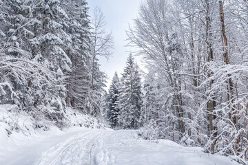 Winter landscape - view of the snowy road in the winter mountain forest after snowfall