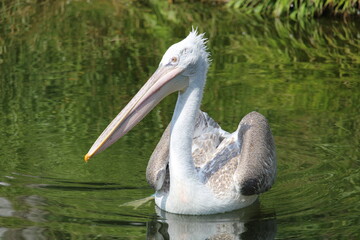 Pelican