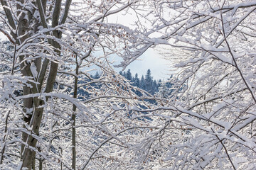 Winter landscape - view of the snowy branches in the winter mountain forest after snowfall