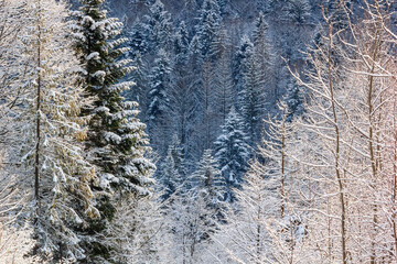 Winter landscape - view of the snowy winter forest in the Carpathian mountains after snowfall