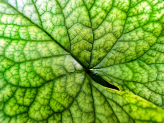 green leaf texture