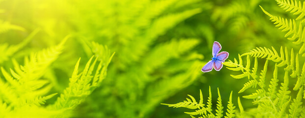 Male of common blue butterfly on green foliage of fern in summer forest. Horizontal banner with...