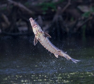 River monster fish hi-res stock photography and images - Alamy