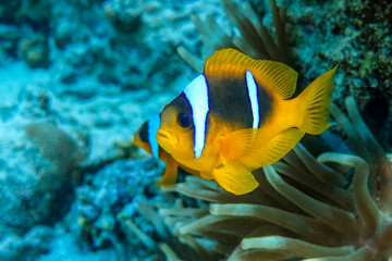 Naklejka na ściany i meble Red Sea anemonefish - Red Sea clownfish (Amphiprion bicinctus)