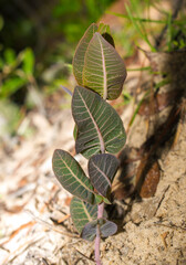 Asclepias humistrata, the sandhill milkweed plant,  is also known as pinewoods milkweed and pink-veined milkplant.