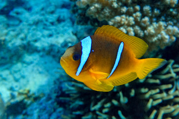 Obraz na płótnie Canvas Red Sea anemonefish - Red Sea clownfish (Amphiprion bicinctus)