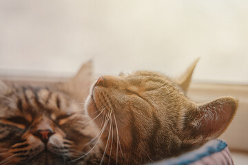 Two cats sleep in basket on window background. Furry and striped pussycats. Pets relaxing. Bed for domestic animals.