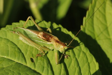 Tettigonia viridissima, green grasshopper, insect detail
