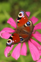 Naklejka premium Echinacea purpurea and Aglais io, butterfly sitting on a flower