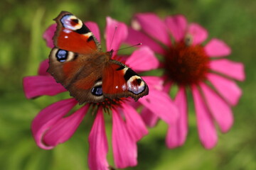 Echinacea purpurea and Aglais io, butterfly sitting on a flower