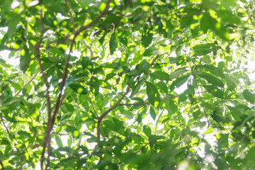 Blurred green leaves for background