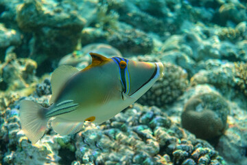 Obraz na płótnie Canvas Picasso triggerfish (Rhinecanthus aculeatus) , coral fish on the coral reef.