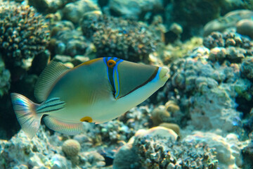 Fototapeta na wymiar Picasso triggerfish (Rhinecanthus aculeatus) , coral fish on the coral reef.