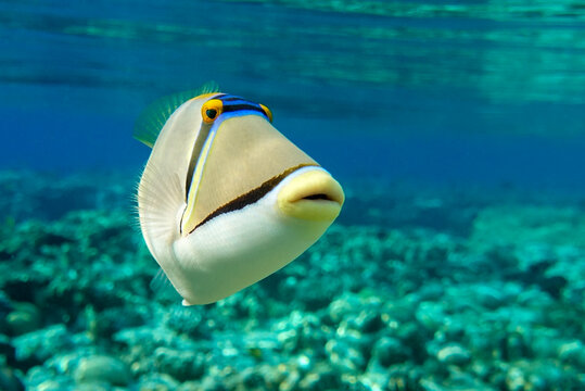 Picasso triggerfish (Rhinecanthus aculeatus) , coral fish on the coral reef.