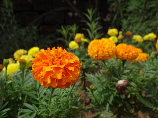 The orange flowers in the garden