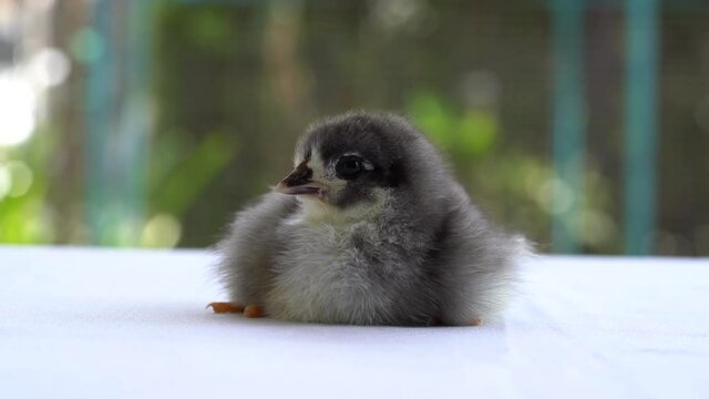 Black Baby Australorp Chick is going to sleep on white cloth cover the table with very blur background.
