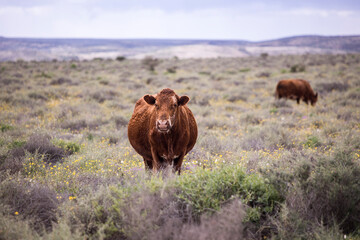 A brown cow standing in a field facing the camera