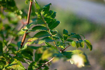 leaves on a tree in contryside