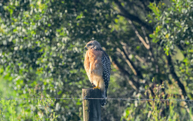 Adult wild red shouldered hawk - Buteo lineatus - perched on barbed wire fence post in early morning light