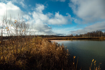 Obraz premium a grassy lake shore. the wildlife of the reserve without the presence of a person. tall grass and trees without leaves. autumn landscape with a pond and a forest