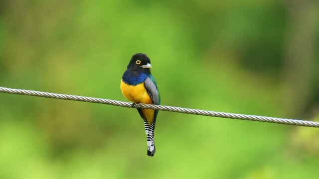Gartered trogon - Trogon caligatus also northern violaceous trogon, yellow and dark blue, green passerine bird sitting on the tree  in forests Mexico, Central America, to Colombia, Ecuador Venezuela.