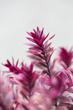 Selective of tropical pink flowers on a gray background