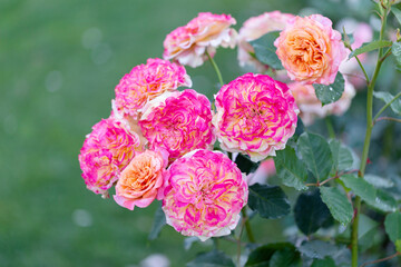 Gentle pink rose flower. Pink rose in the garden, gorgeous blur bokeh background. beautiful рожева roses bush in summer morning garden.