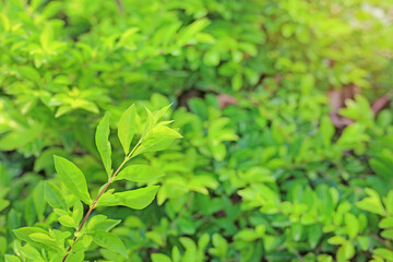 Fototapeta na wymiar Green leaf isolated on blurred greenery background. Close Up fresh nature wallpaper in the garden