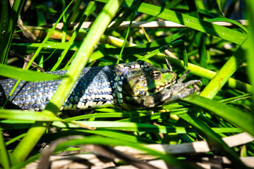 Grass snake, sometimes called the ringed snake or water snake, swallows, eating the caught frog in middle of green grass.
