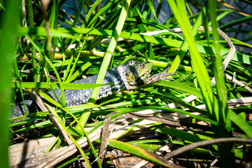 Grass snake, sometimes called the ringed snake or water snake, swallows, eating the caught frog in middle of green grass.