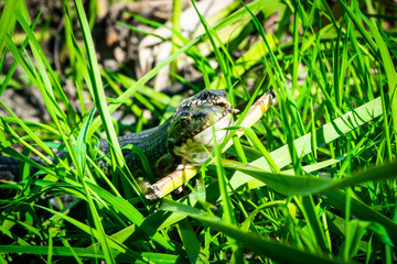 Grass snake, sometimes called the ringed snake or water snake, swallows, eating the caught frog in middle of green grass.